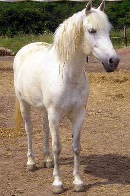 Sissi, geboren 1992, zog im Januar 2001 zusammen mit Leo auf dem Wiesenhof ein. Ende September 2008 verließ sie den Reitschulbetrieb und den Wiesenhof dann aus gesundheitlichen Gründen.