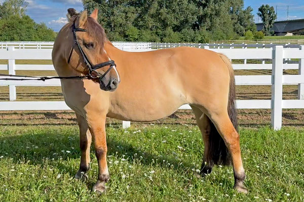 Stella, eine 2014 geborene Norweger-Mix-Stute, war genau das Pony, das wir uns für die Reittherapie gewünscht hatten - schwere gesundheitliche Probleme waren der Grund, dass sie nur von August 2025 bis April 2026 bei uns sein konnte.