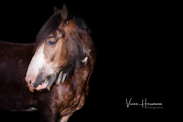 Grisu, geboren 2015, zog im August 2019 gemeinsam mit Anoki und Cesar bei uns ein. Mit seinem tollen Charakter war er direkt Liebling der Reitschüler. Wegen der Folgen einer alten Verletzung musste der Irish Cob uns viel zu früh im Mai 2021 verlassen.