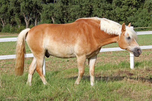 Nando, ein 2005 geborener Haflinger, kam im Januar 2009 als Therapiepferd (in Ausbildung) auf den Wiesenhof. Das Allround-Talent unterstützte bis Ende 2018 vielseitig: Dressur bis Klasse L, Volti und Therapie. Im Mai 2019 gaben wir ihn in private Hände ab