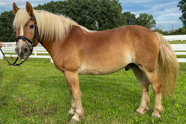 Nemo, geboren 2009, kam im September 2021 zu uns, kam aber leider mit dem Reitschulbetrieb und den damit verbundenen Aufgaben - wechselnde Reiter, Unterricht in der Halle, usw. - gar nicht klar. Im Juli 2022 ging er in Privatbesitz über.