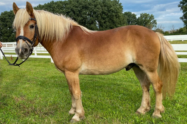 Nemo, geboren 2009, kam im September 2021 zu uns, kam aber leider mit dem Reitschulbetrieb und den damit verbundenen Aufgaben - wechselnde Reiter, Unterricht in der Halle, usw. - gar nicht klar. Im Juli 2022 ging er in Privatbesitz über.