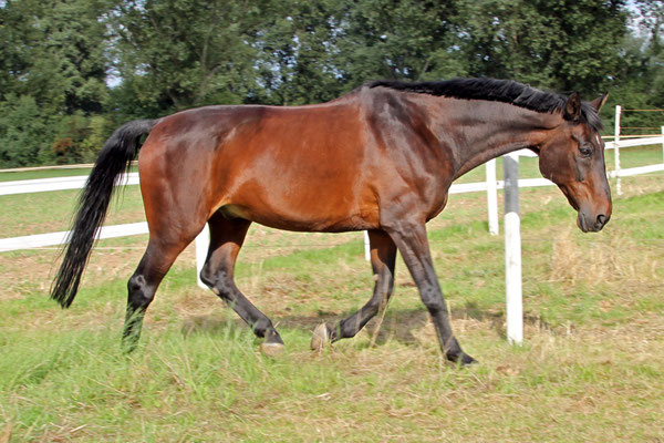 Sunnyboy, ein am 2.7.1989 geborener Hannoveraner, kam im Dezember 2010 auf den Wiesenhof. Beim Hofturnier 2015 wurde er in die Rente verabschiedet, die er bis zu seinem Tod im Januar 2018 bei uns verbrachte.