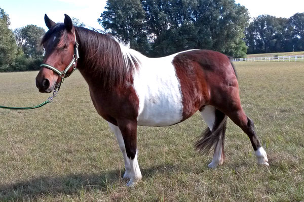 Maja, ca. 1999 geboren, zog im Oktober 2016 gemeinsam mit Vampire bei uns ein. Nachdem sie vom Veterinäramt aus schlechter Haltung befreit wurde, war sie schon in Montabaur als Reitschulpony. Aus gesundheitlichen Gründen verließ sie uns im Januar 2020.