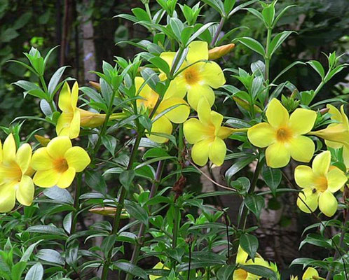 Allamanda cathartica (Golden trumpet)