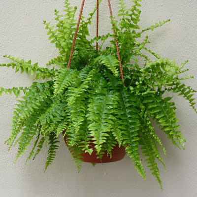 Nephrolepis exaltata (Sword fern)