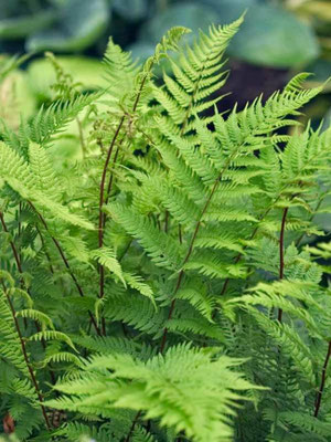 Athyrium angustun - forma rubellum (Lady in red fern)