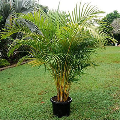 Dypsis lutescens (Golden cane palm)