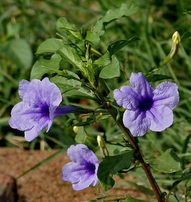 Ruellia tuberosa (Many common names)