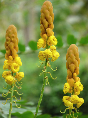 Senna alata (Candle bush)
