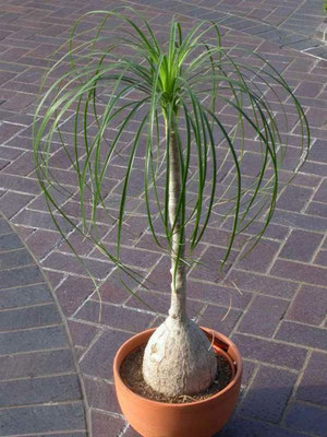 Beaucarnea recurvata (Elephants foot)