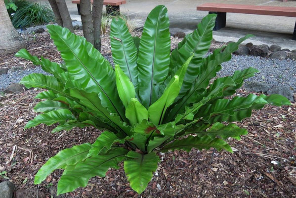Asplenium nidus (Birds nest fern)