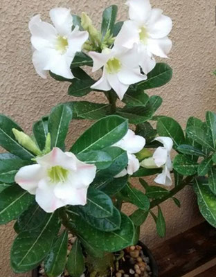 Adenium obesum (Desert rose -white)