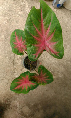 Caladium gabi gabihan 