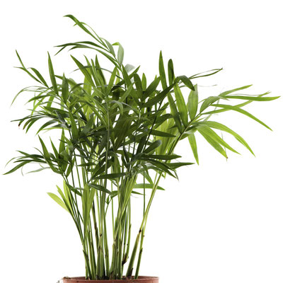 Chamaedorea seifrizii (Bamboo palm)