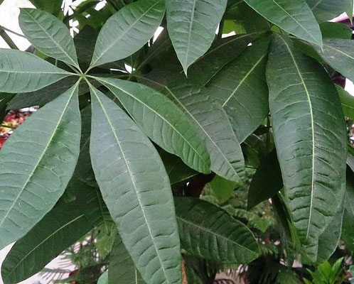 Pachira aquatica (Money tree)