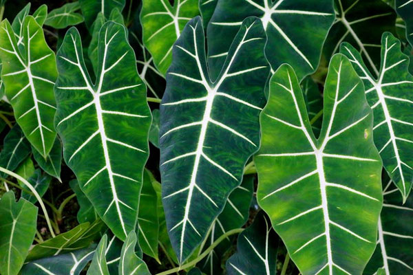 Alocasia amazonica
