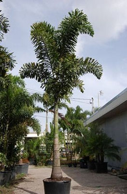 Wodyetia bifurcata (Fox tail palm)