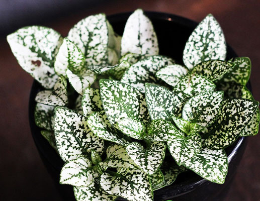hypoestes phyllostachya 'White splash' (Polka dot plant)