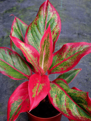 Aglaonema-Siam-Aurora