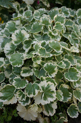 Saxifraga stolonifera variegated (very many common names) 