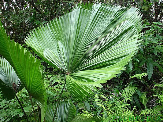 Licuala grandis (Ruffled fan palm)