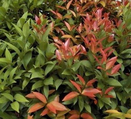 Syzygium myrtifolium (Red lip)
