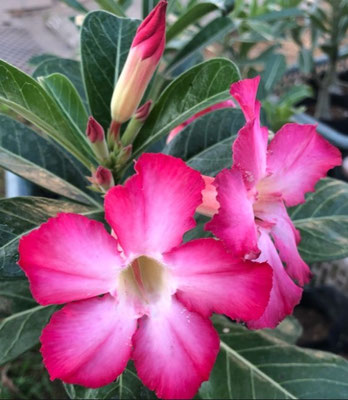 Adenium obesum (Desert rose -pink)