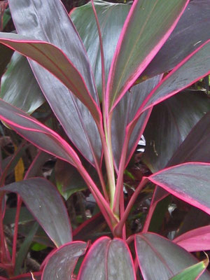 Cordyline fruticosa (Ti plant)