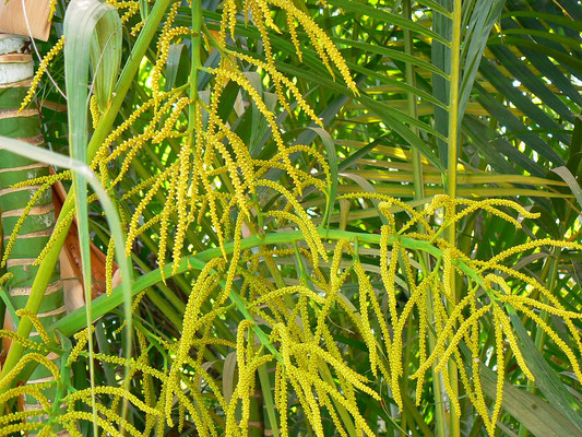 Dypsis lutescens (Golden cane palm) Mature flowers