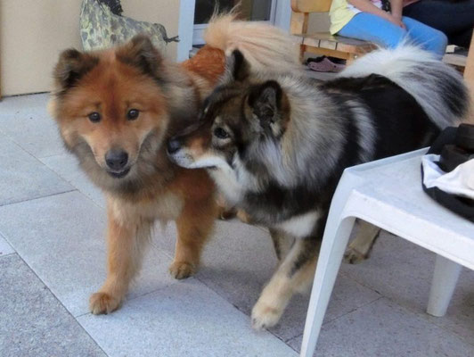 Ronja mit Tochter Balessa (Juni 2016) 