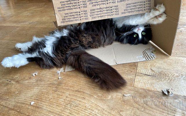 Eyla liebt Kartonschachteln: sie zerteilt sie in Einzelteile...