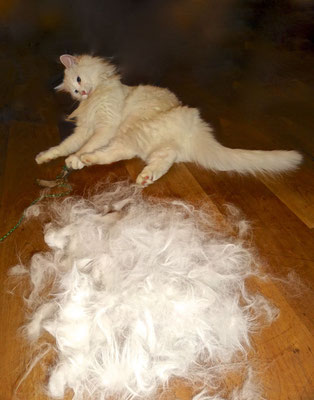ups, mehr Haare als Katze… 6. April 2014
