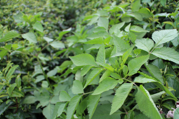 これもシソ科の植物