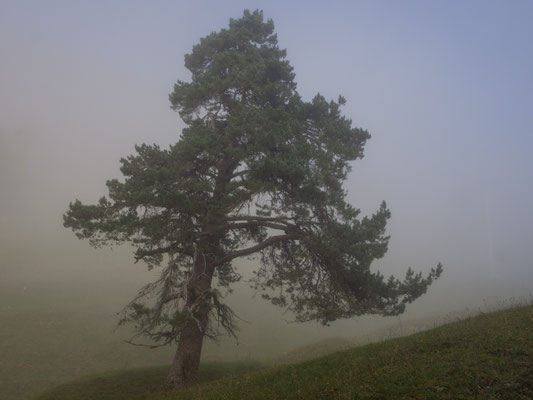 Nebel auf dem Weissenstein