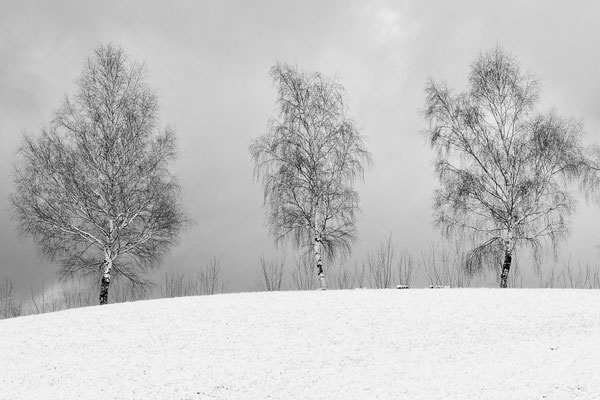 Birken  / Bad Ramsach
