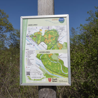 Donauauen / Obere Lobau