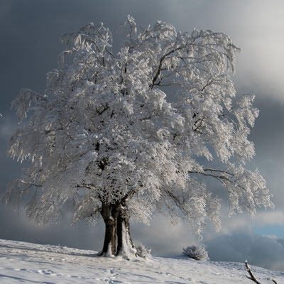 Winterzauber 4 / Froburg
