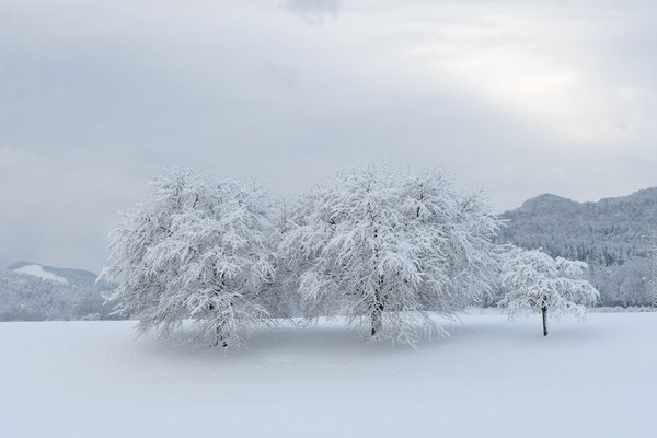 Kirschbäume im Winterkleid