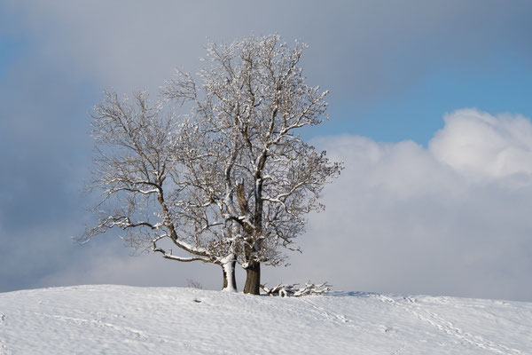Winterzauber III  /  Froburg
