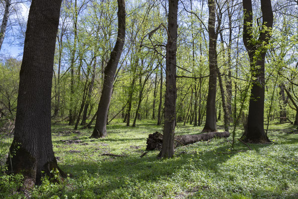 Gemencer Auenwald