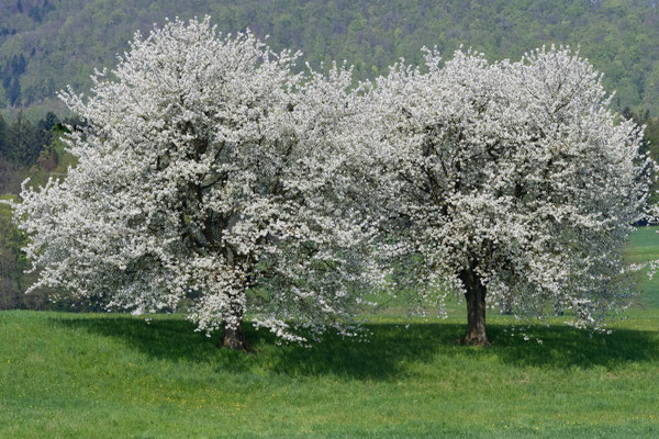 Kirschbäume