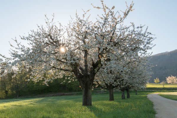 Kirschbäume bei Sonnenuntergeng