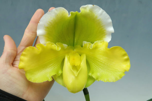 商品3827 - (株)東京オーキット・ナーセリー