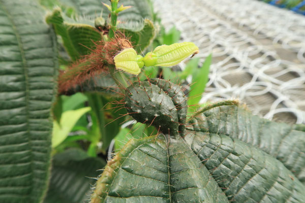 悪魔の庭」の花が咲きました！ - (株)東京オーキット・ナーセリー