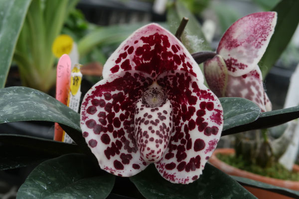 東京オーキット・ナーセリー - (株)東京オーキット・ナーセリー