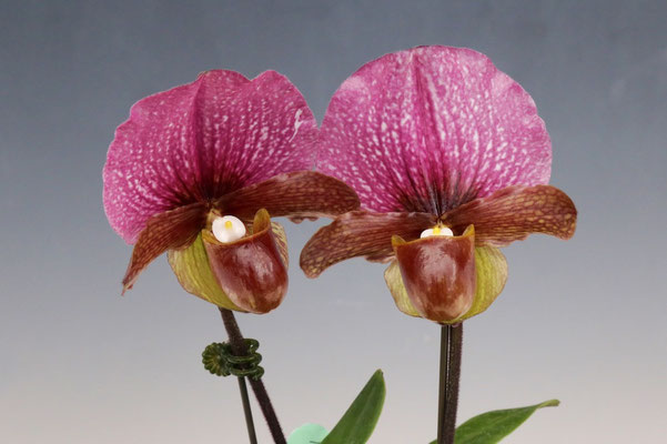 人気投票第３位 坂本 英昭様出展　Paph. charesworthii