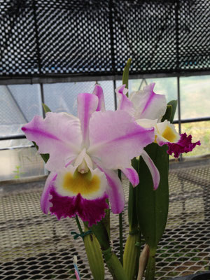 ハイドランジア カトレア 素晴らしいカトレアが咲きました！ - (株)東京オーキット・ナーセリー