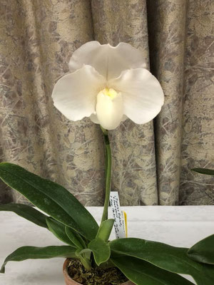 6位　村上周次様出品の　Paph. Premium Magic