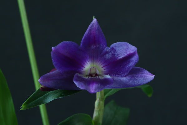 農場だより - (株)東京オーキット・ナーセリー